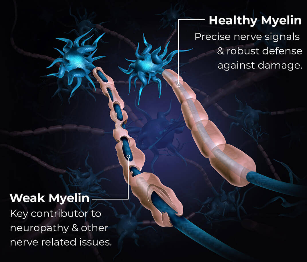 Nerve Repair Supplement for Healthy Myelin