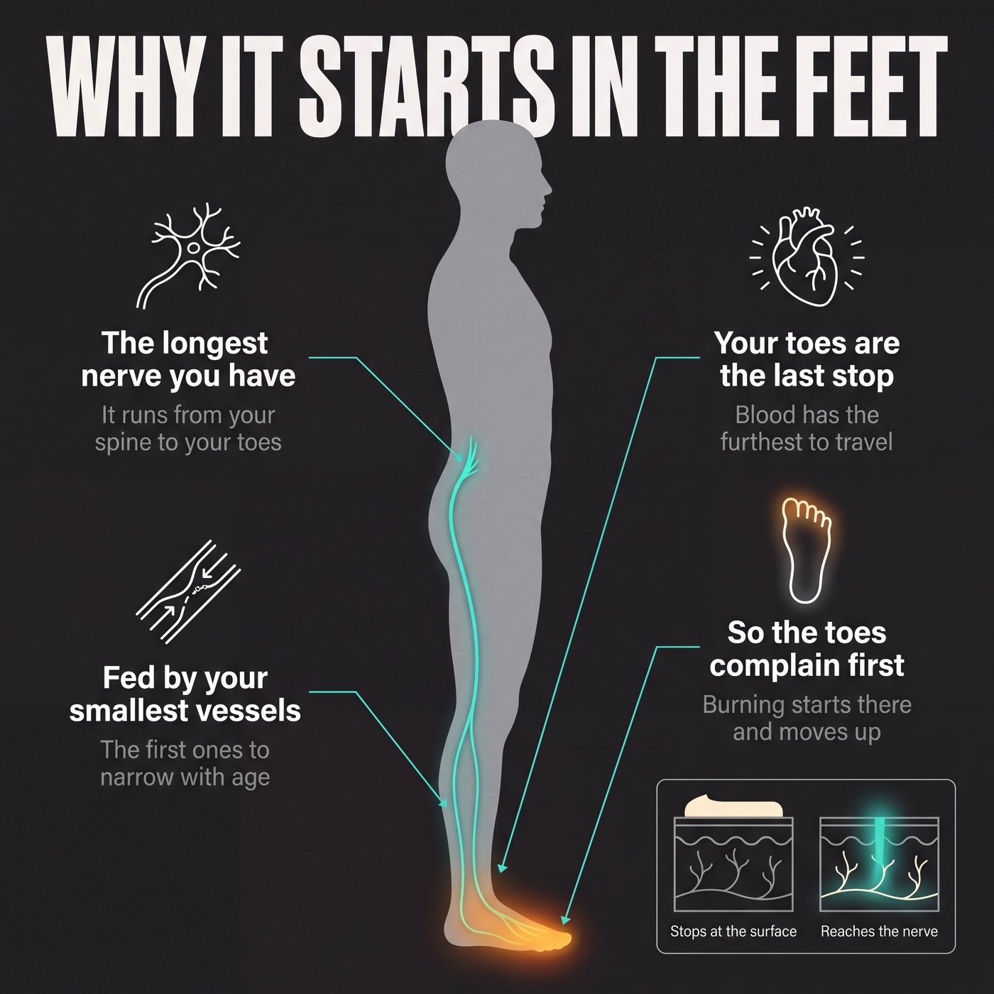Infographic titled Why It Starts In The Feet: a body silhouette with the nerve running spine to toes, with callouts reading the longest nerve you have, your toes are the last stop, fed by your smallest vessels, and so the toes complain first, plus an inset comparing a cream that stops at the surface with one that reaches the nerve